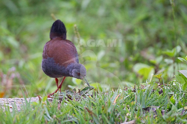 Black-tailed Crake (Zapornia bicolor) walking on ground at Doi Inthanon, Thailand stock-image by Agami/Helge Sorensen,