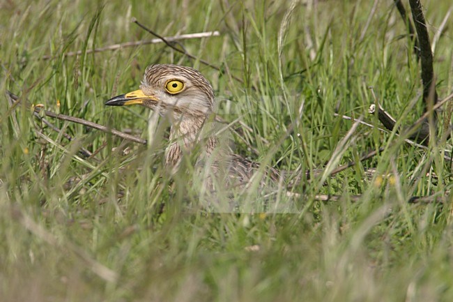 Griel zittend in gras; Eurasian Stone-curlew perched in gras stock-image by Agami/Bill Baston,