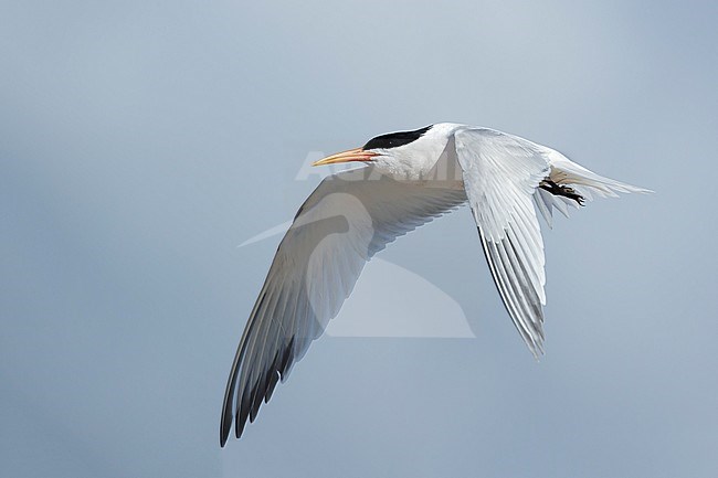 Adult Elegant Tern (Thalasseus elegans) in breeding plumage at San Diego County, California, USA in May 2016. stock-image by Agami/Brian E Small,