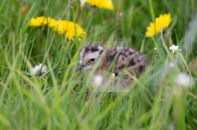 Eurasian Curlew (Numenius arquata arquata), small chick walking in meadow at Vomb, Sweden stock-image by Agami/Helge Sorensen,