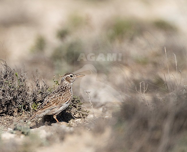 Dupont's Lark (Chersophilus duponti duponti) in Spanish steppes. stock-image by Agami/Marc Guyt,