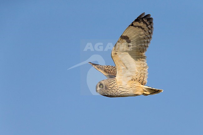 Velduil in vlucht; Short-eared Owl in flight stock-image by Agami/Daniele Occhiato,