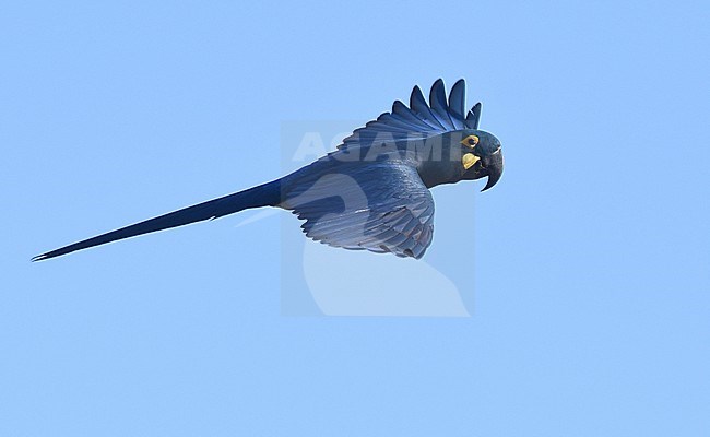 Endangered Lear's Macaw (Anodorhynchus leari), a very species with a highly restricted range in Brazil. stock-image by Agami/Laurens Steijn,