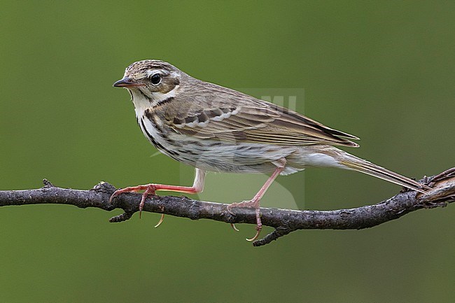 Siberische Boompieper; Olive-backed Pipit, Anthus hodgsoni yunnanensis stock-image by Agami/Daniele Occhiato,