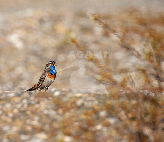 Adult White-spotted bluethroat (Luscinia svecica cyanecula) in the Netherlands. Standing on the WW2 anti tank wall in Berkheide, Katwijk, Netherlands. stock-image by Agami/Marc Guyt,