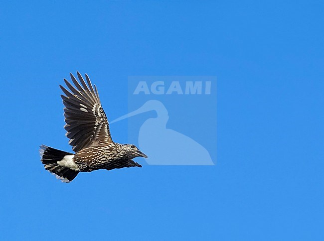 Notenkraker in de vlucht; Spotted Nutcracker in flight stock-image by Agami/Markus Varesvuo,