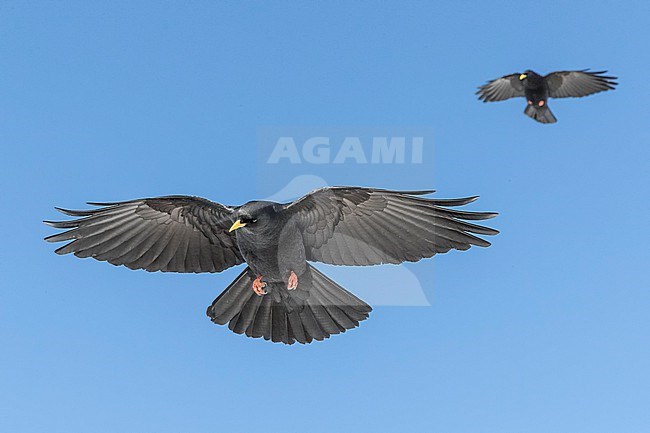 Alpine Chough (Pyrrhocorax graculus) flying aginst blue sky in swiss Alps. stock-image by Agami/Marcel Burkhardt,