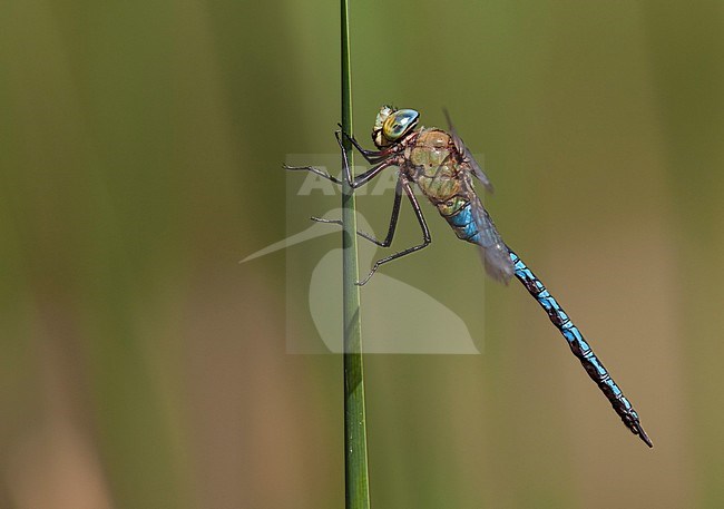 Imago Grote keizerlibel; Adult Blue Emperor stock-image by Agami/Fazal Sardar,