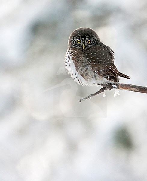 Dwerguil in de sneeuw, Eurasian Pygmy Owl in the snow stock-image by Agami/Jari Peltomäki,