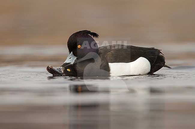 kuifeend parend; Tufted duck mating; stock-image by Agami/Walter Soestbergen,