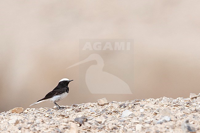 Male Hooded Wheatear (Oenanthe monacha) near Eilat, Israel stock-image by Agami/Marc Guyt,