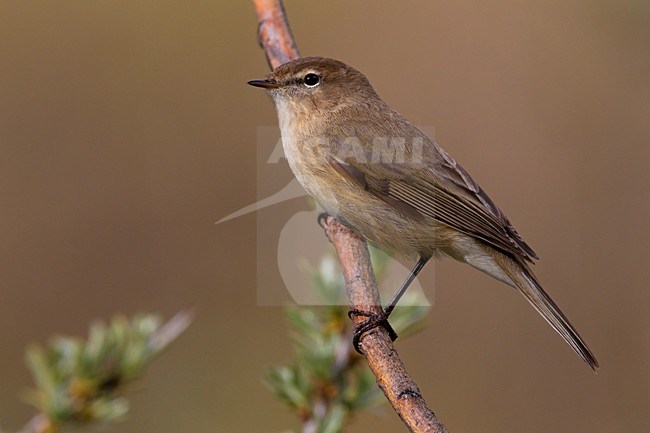 Kaukasische Tjiftjaf op een tak; Caucasian Chiffchaff on a branch stock-image by Agami/Daniele Occhiato,