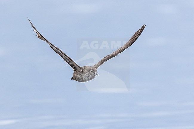 Balearic shearwater (Puffinus mauretanicus), adult in flight, with the calm sea as background stock-image by Agami/Sylvain Reyt,