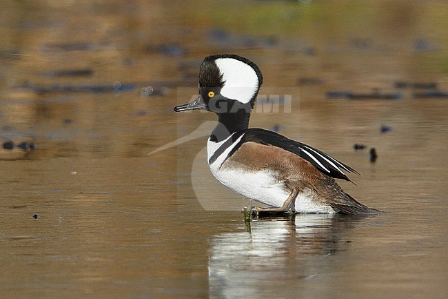 Hooded Merganser (Lophodytes cucullatus) standing on a frozen pond in Victoria, BC, Canada. stock-image by Agami/Glenn Bartley,