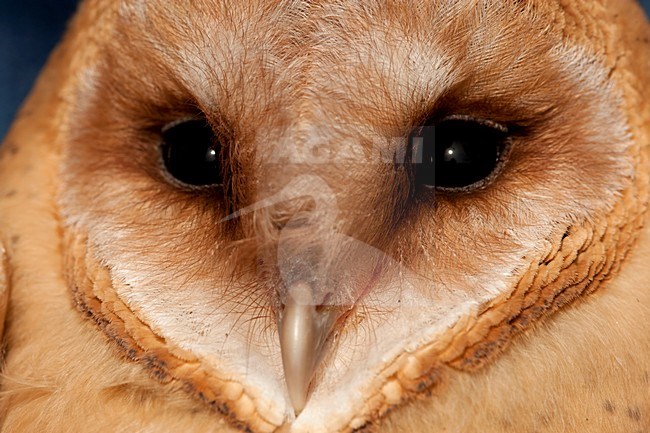 Close-up van een Kerkuil, Close up of a Barn Owl stock-image by Agami/Wil Leurs,