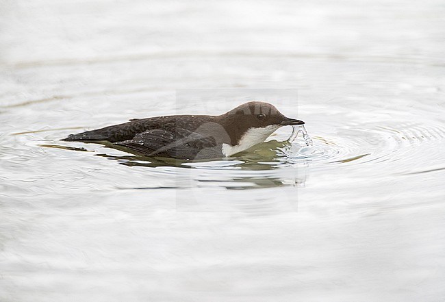 Wintering White-throated Dipper (Cinclus cinclus) in Nijmegen, Netherlands. Northern Black-belled Dipper subspecies. stock-image by Agami/Marc Guyt,