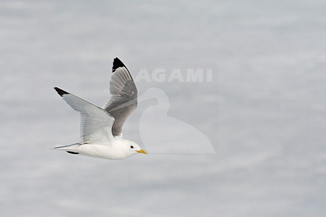 Drieteenmeeuw; Black-legged Kittiwake, Rissa tridactyla stock-image by Agami/Marc Guyt,