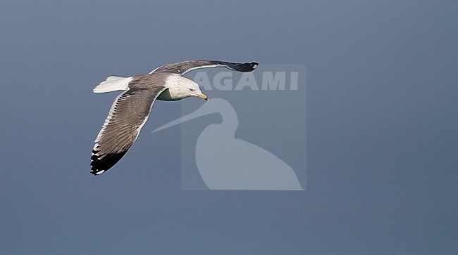 Steppe Gull - Barabamöwe - Larus barabensis, Oman, adult stock-image by Agami/Ralph Martin,