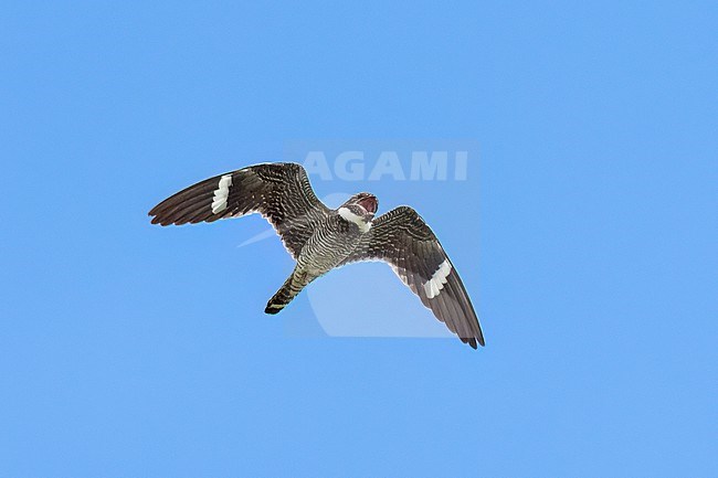 Adult male
Galveston Co., TX
April 2023 stock-image by Agami/Brian E Small,