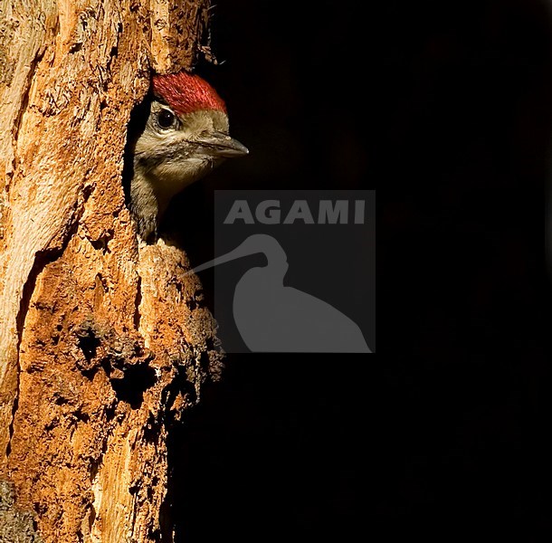 Grote Bonte Specht in nest, Great Spotted Woodpecker in nest stock-image by Agami/Han Bouwmeester,