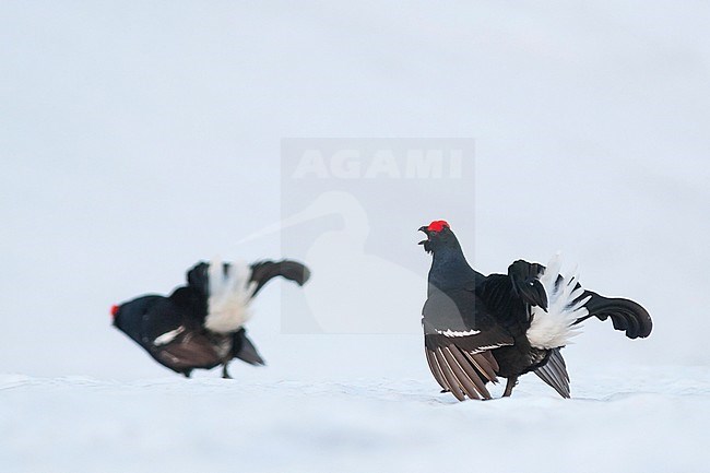 Two adult males Black Grouse (Lyrurus tetrix tetrix) at a snow covered lek in Germany during early spring. Fighting in the snow. One calling bird and one dancing in the background. stock-image by Agami/Ralph Martin,