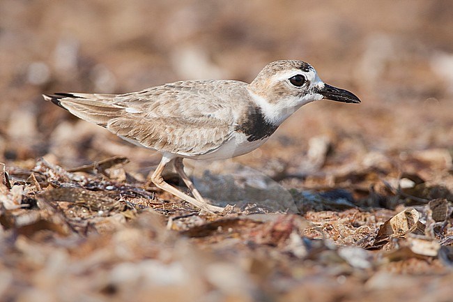 Wilson's Plover, Charadrius wilsonia stock-image by Agami/Wil Leurs,