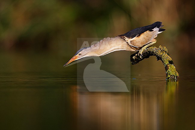 fishing Little Bittern; stock-image by Agami/Chris van Rijswijk,