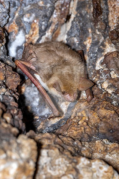 Lesser Mouse-eared Bat (Myotis blythii) hanged on a cave in Xylophagou cliffs, Xylophagou, Cyprus. stock-image by Agami/Vincent Legrand,