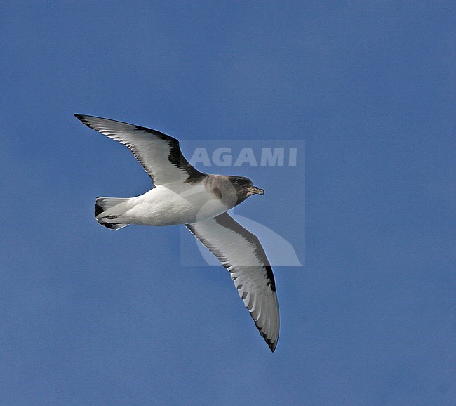 Antarctic Petrel (Thalassoica antarctica) flying over the southern Atlantic ocean. stock-image by Agami/Pete Morris,