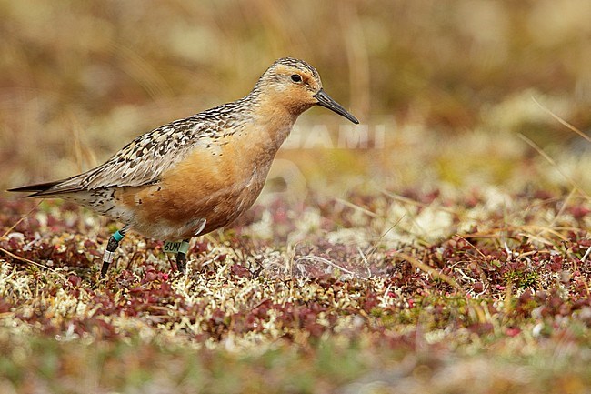 Red Knot (Calidris canutus) perched on the tundra in Nome, Alaska. stock-image by Agami/Glenn Bartley,