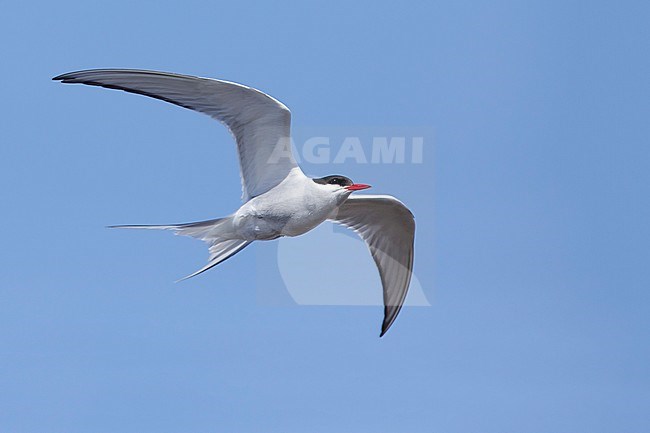 Adult breeding Arctic Tern (Sterna paradisaea) flying over the tundra of Churchill, Manitoba, Canada. With blue sky as a background. stock-image by Agami/Brian E Small,