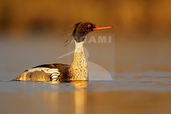 Red-breasted Merganser (Mergus serrator) in a pond near Nome, Alaska. stock-image by Agami/Glenn Bartley,