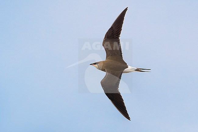 Vorkstaartplevier; Black-winged Pratincole; Glareola nordmanni stock-image by Agami/Daniele Occhiato,