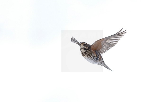 Redwing (Turdus iliacus iliacus) in flight at Rudersdal, Denmark stock-image by Agami/Helge Sorensen,