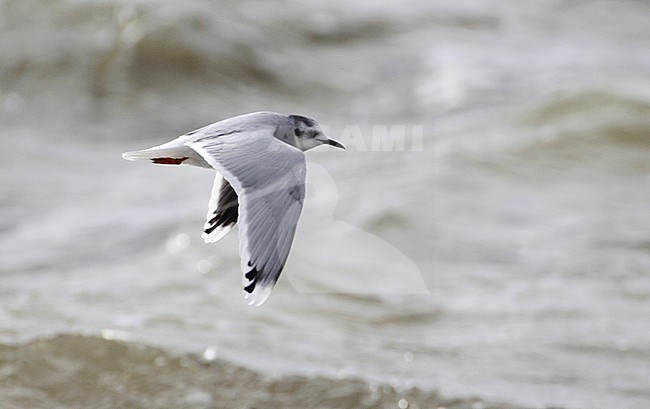 Tweede winter Dwergmeeuw in vlucht, Second winter Little Gull in flight stock-image by Agami/Karel Mauer,