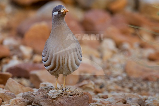 Mannetje Arabische Woestijnpatrijs, Male Sand Partridge stock-image by Agami/Daniele Occhiato,