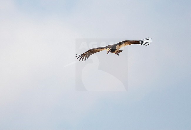 Critically endangered White-headed Vulture (Trigonoceps occipitalis) soaring over Kruger national park in South Africa. Looking for carcasses. stock-image by Agami/Marc Guyt,