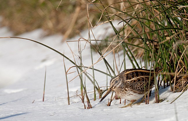 Bokje in de winter; Jack Snipe in winter stock-image by Agami/Arnold Meijer,