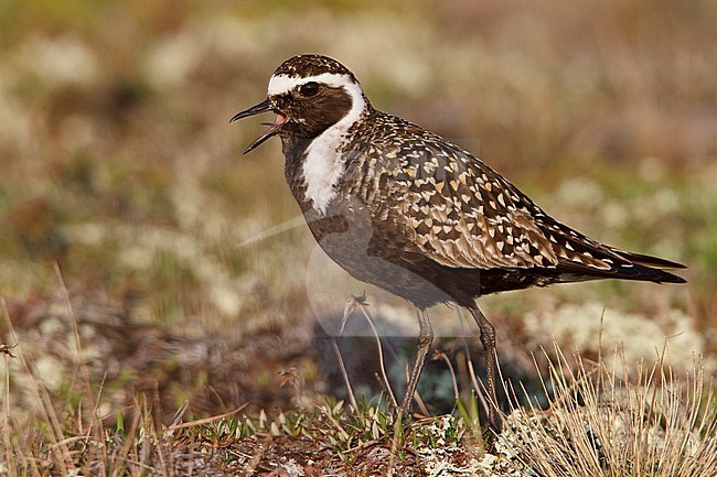 American Golden-Plover (Pluvialis dominica) on the tundra in Churchill, Manitoba, Canada. stock-image by Agami/Glenn Bartley,