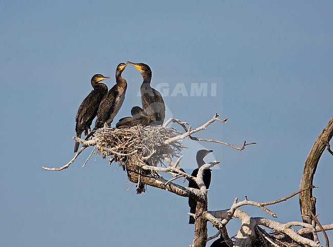 Aalscholver op nest; Cormorant on nest stock-image by Agami/Markus Varesvuo,
