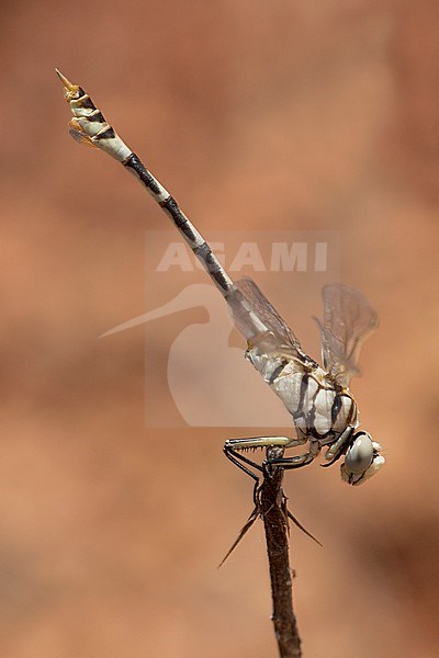 Mannetje Vaandeldrager, Male Lindenia tetraphylla stock-image by Agami/Wil Leurs,