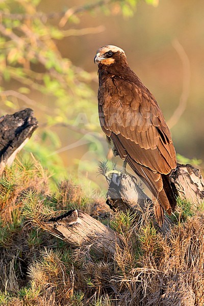 Marsh Harrier (Circus aeruginosus), Standing on a dead tree, Taqah, Dhofar, Oman stock-image by Agami/Saverio Gatto,