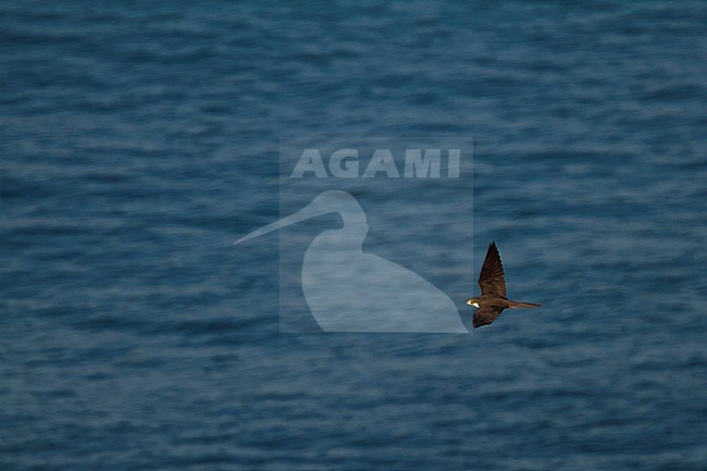 Eleonora's Falcon - Eleonorenfalke - Falco eleonorae, Cyprus, adult stock-image by Agami/Ralph Martin,