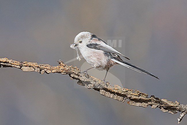 Long-tailed Tit (Aegithalos caudatus) with nest material in northern Italy stock-image by Agami/Alain Ghignone,