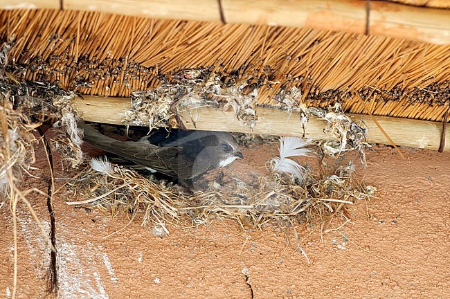 White-rumped Swift, Apus caffer, on its nest in Namibia. stock-image by Agami/Jacob Garvelink,