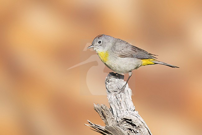 Adult
Boulder Co., CO
June 2023 stock-image by Agami/Brian E Small,