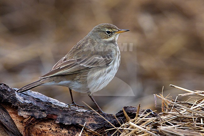 Waterpieper in winterkleed; Non breeding Water Pipit stock-image by Agami/Daniele Occhiato,