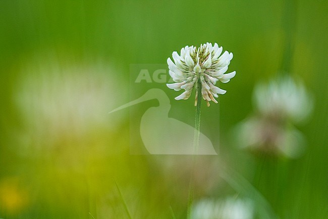 White Clover, Trifolium repens stock-image by Agami/Wil Leurs,