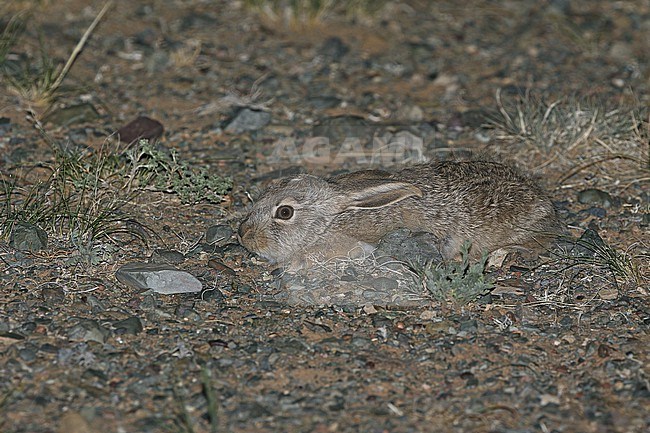 Tolai Hare (Lepus tolai) in Mongolia. stock-image by Agami/James Eaton,