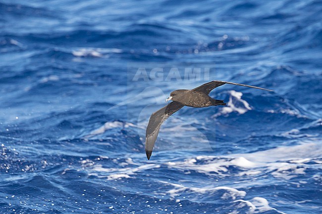 Black Petrel (Procellaria parkinsoni) around the Tuamotu archipelago in French Polynesia. Also known as Parkinson's petrel. stock-image by Agami/Pete Morris,